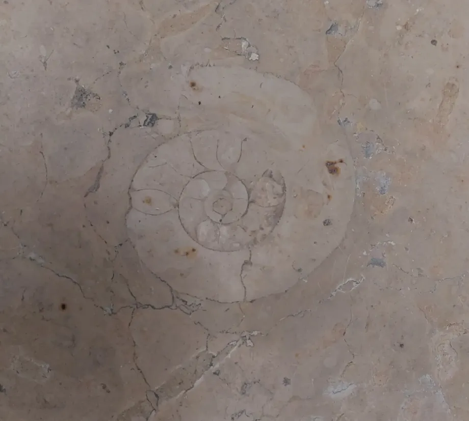 fossile-2.webp